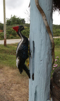 Our only Ivory-billed Woodpecker sighting