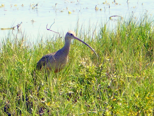 curlew sandpiper pump