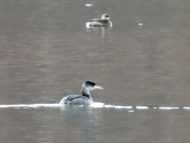 Red-necked Grebe (with Pied-billed Grebe)