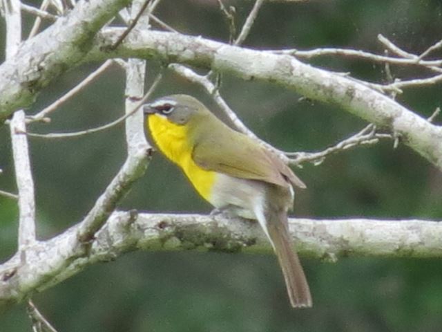 Yellow-breasted Chat