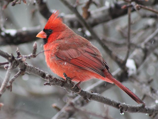 male Northern Cardinal