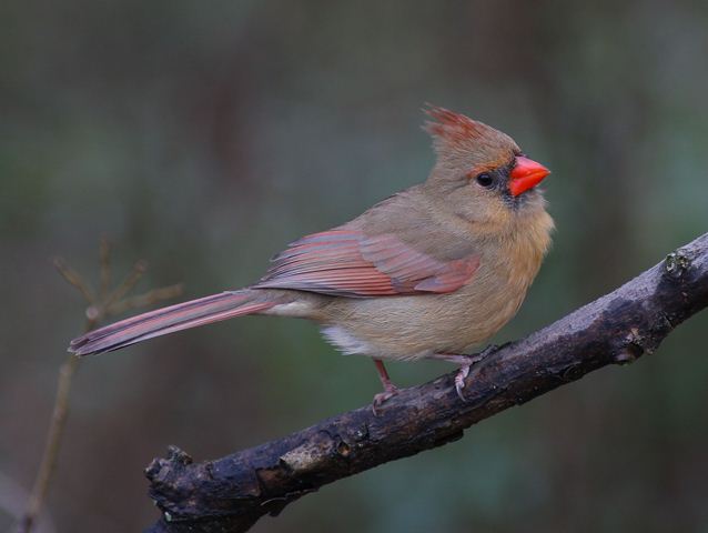 Northern Cardinal