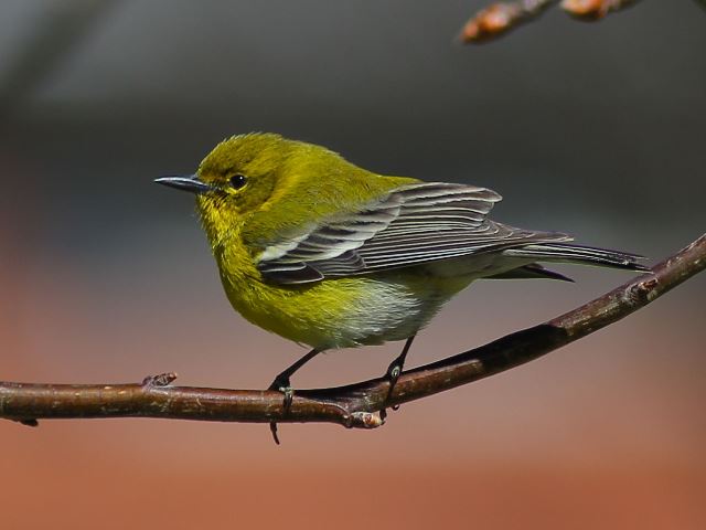 Pine Warblers