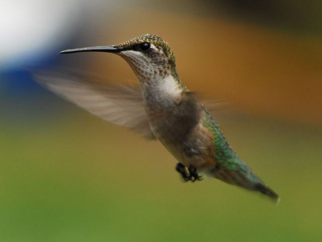 ruby throated hummingbird ruby throated hummingbird
