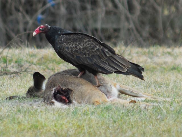 Turkey Vultures