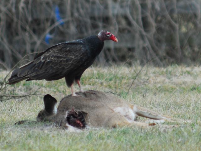 Turkey Vultures