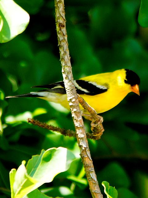 American Goldfinch