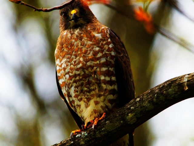 Broad-winged Hawk Broad-winged Hawk