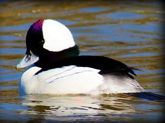 Bufflehead