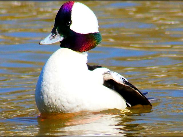 Bufflehead