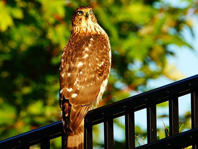 Cooper's Hawk