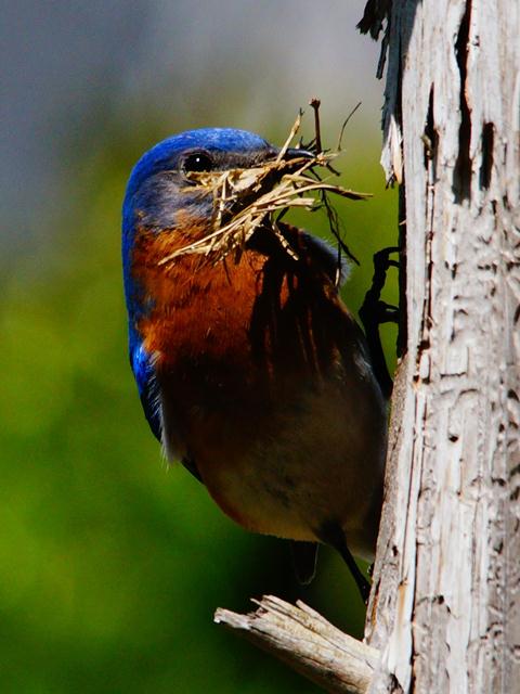 Eastern Bluebird