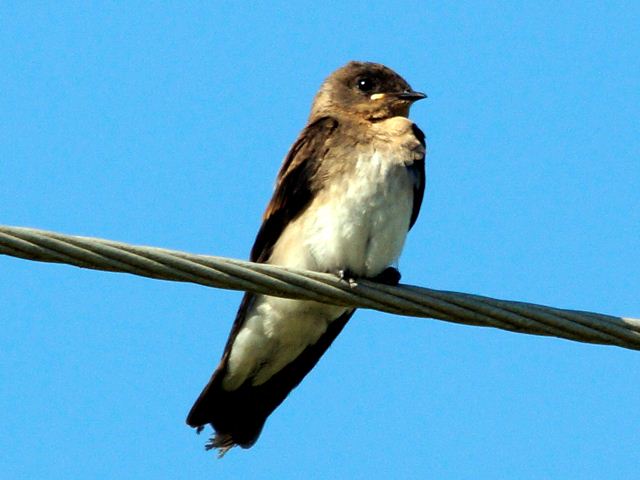 Northern Rough-winged Swallow