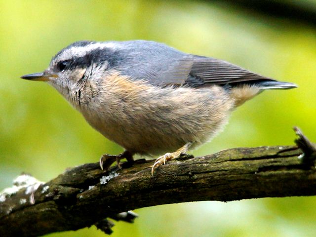 Red-breasted Nuthatch Red-breasted Nuthatch