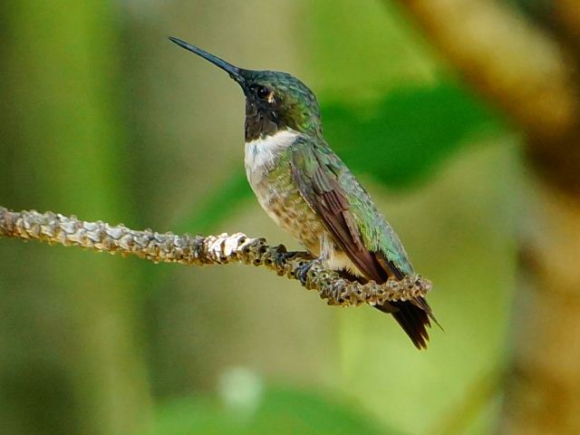 Ruby-throated Hummingbird Ruby-throated Hummingbird