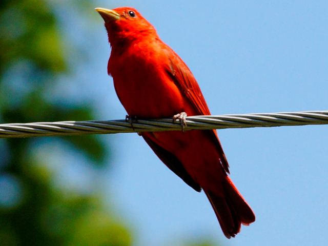 Summer Tanager