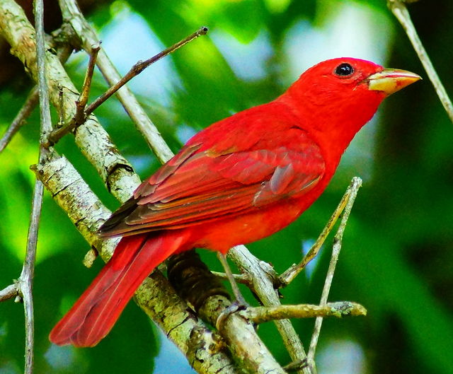 Summer Tanager