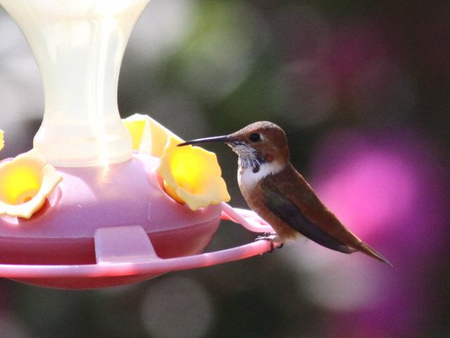 Rufous Hummingbird Rufous Hummingbird