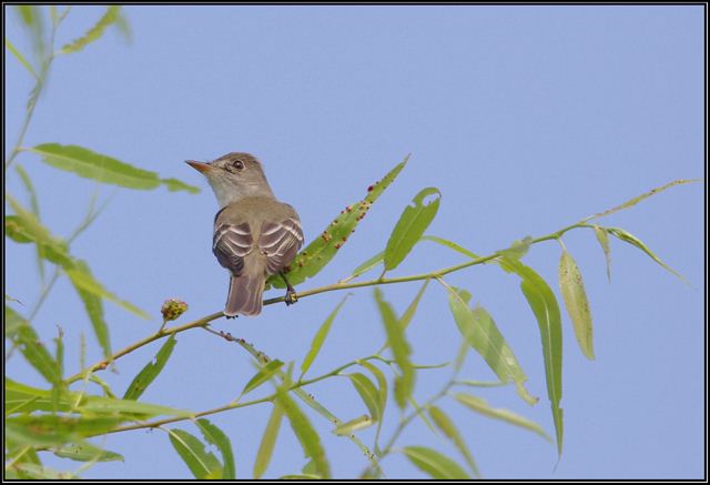 Willow Flycatcher Willow Flycatcher
