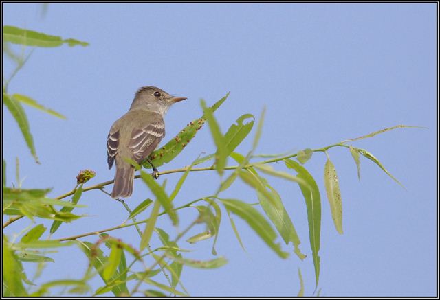Willow Flycatcher Willow Flycatcher