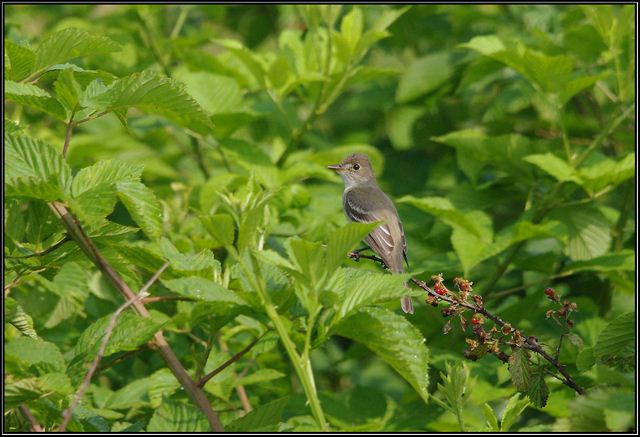 Willow Flycatcher Willow Flycatcher