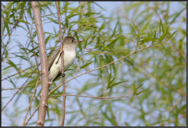 Willow Flycatcher Willow Flycatcher
