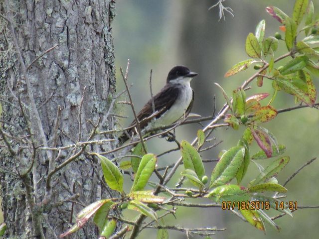 Eastern Kingbird