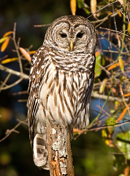 barred owl barred owl
