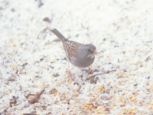 Dark-eyed Junco x White-throated Sparrow hybrid