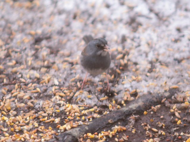 Dark-eyed Junco x White-throated Sparrow hybrid