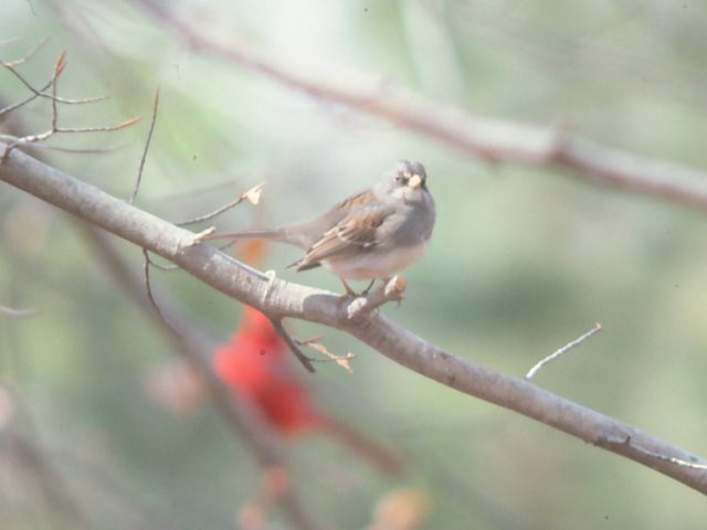 Dark-eyed Junco x White-throated Sparrow hybrid