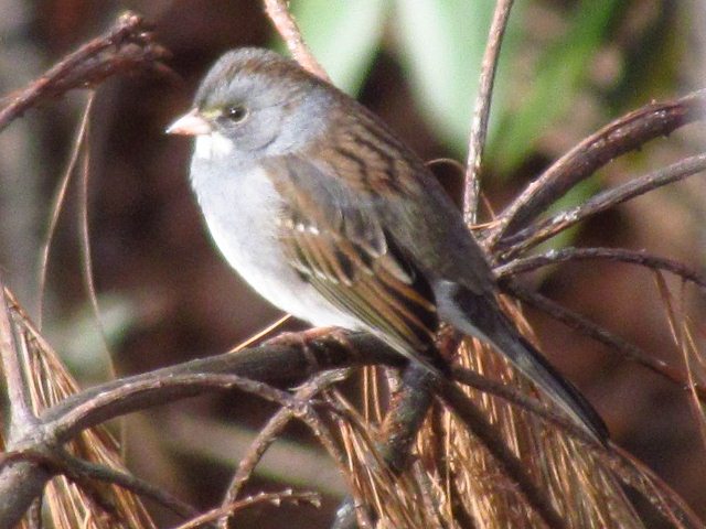 Dark-eyed Junco x White-throated Sparrow hybrid