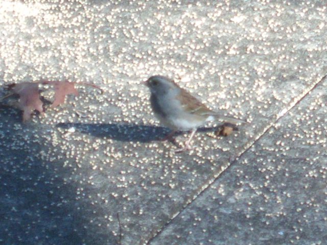 Dark-eyed Junco x White-throated Sparrow hybrid