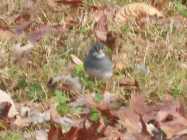 Dark-eyed Junco x White-throated Sparrow hybrid