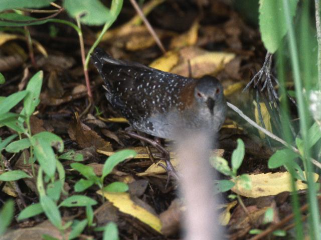 Black Rail Black Rail
