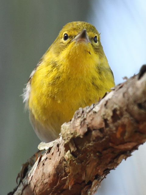 Pine Warbler