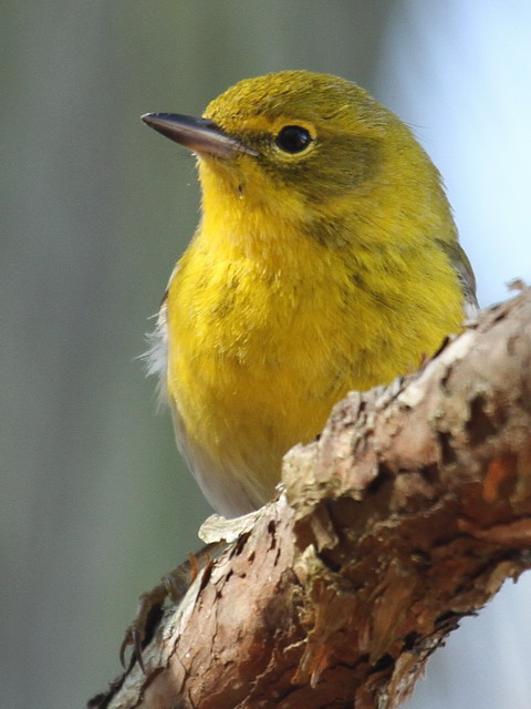 Pine Warbler