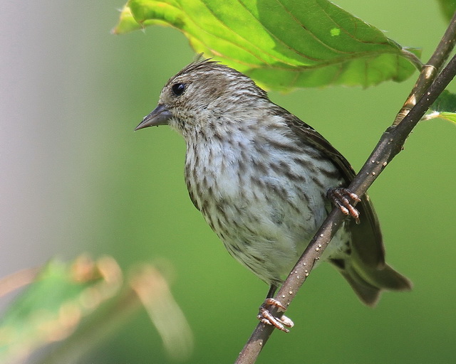 Pine Siskins
