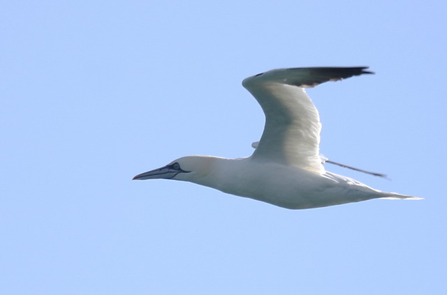 Northern Gannet
