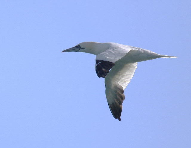 Northern Gannet