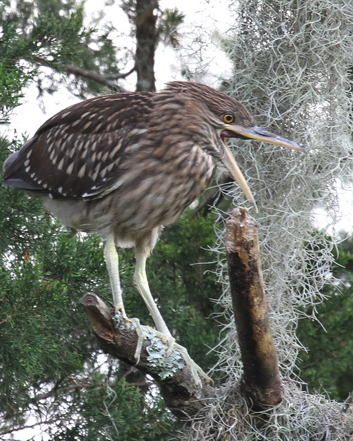 Black-crowned Night-Heron Black-crowned Night-Heron