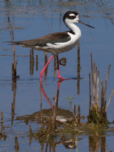 Black-necked Stilt Black-necked Stilt