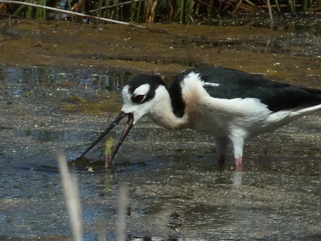 Black-necked Stilt Black-necked Stilt