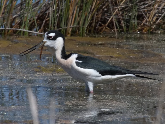 Black-necked Stilt Black-necked Stilt