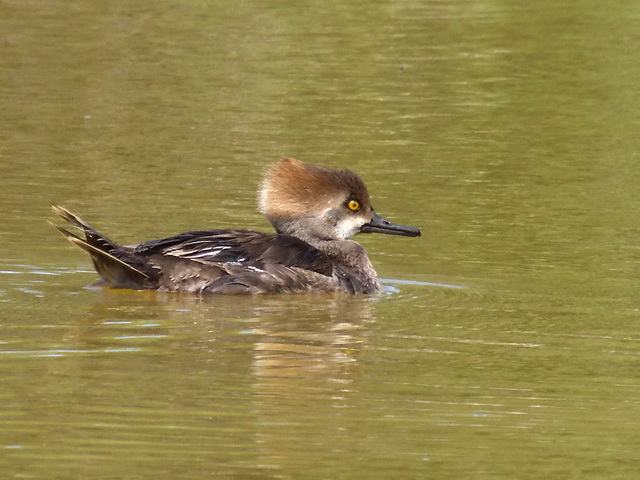 Hooded Merganser Hooded Merganser