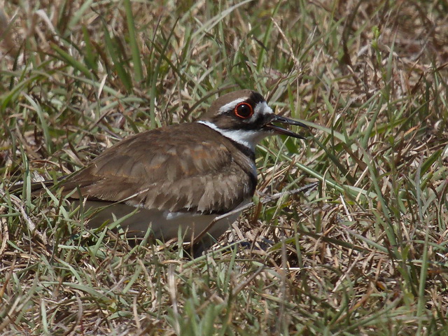 Killdeer Killdeer