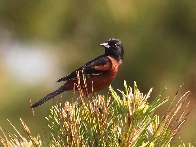 Orchard Oriole Orchard Oriole
