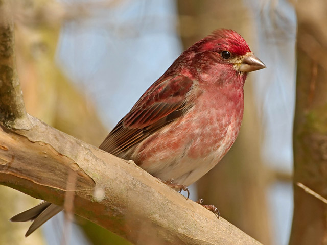 purple finch purple finch