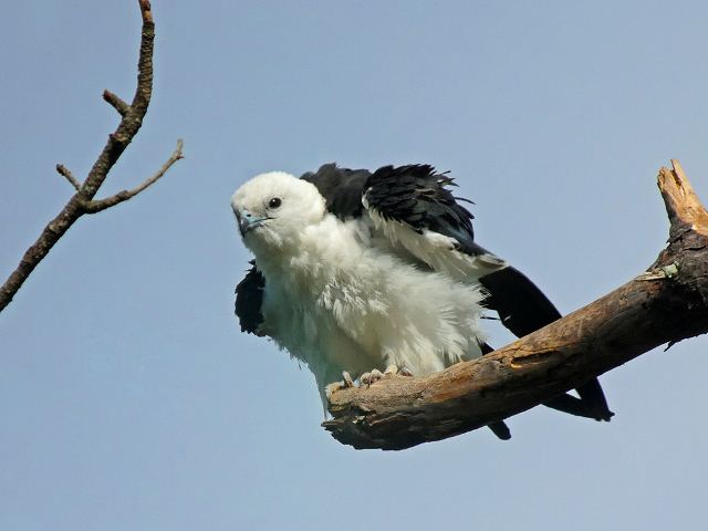 Swallow-tailed Kite