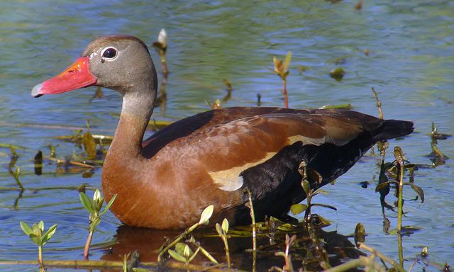 Black-bellied Whistling-Duck Black-bellied Whistling-Duck